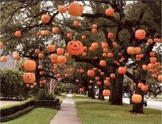 many orange pumpkins are hanging from the trees