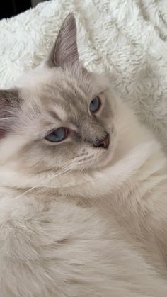 a white cat with blue eyes laying on a blanket