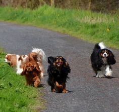 three dogs are walking down the road together