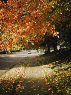 an autumn scene with leaves on the ground and trees lining the street in the background