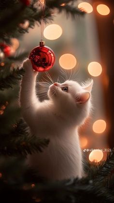 a white cat playing with a red ornament hanging from a christmas tree branch