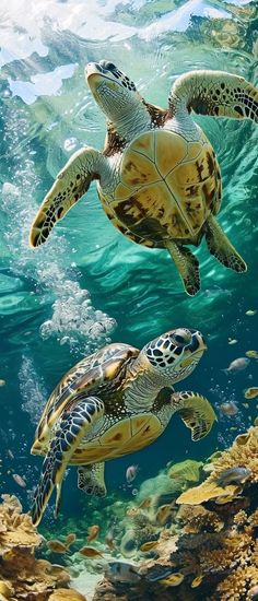 two green sea turtles swimming in the ocean