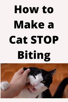 a black and white cat is being petted by someone's hand with the caption how to make a cat stop biting