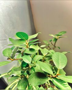 a plant with green leaves is shown in the foreground and on the far side