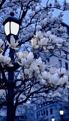 a street light sitting next to a tree with white flowers