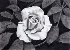 a black and white drawing of a rose