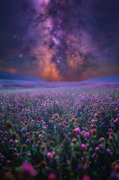 a field full of purple flowers under a night sky