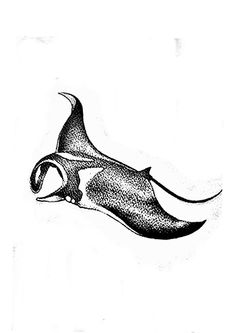 a black and white drawing of a stingfish in the water with its mouth open