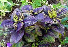 a purple and green plant in the garden