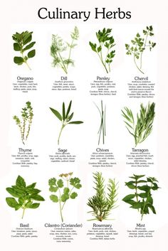 an image of culinary herbs that you can eat