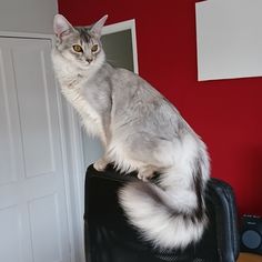 a cat sitting on top of a piece of luggage in front of a red wall