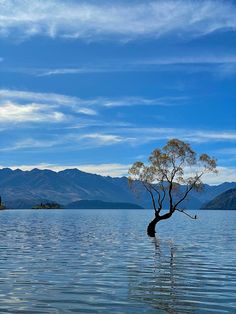 a lone tree sitting in the middle of a body of water with mountains in the background