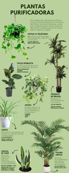 the different types of house plants in spanish