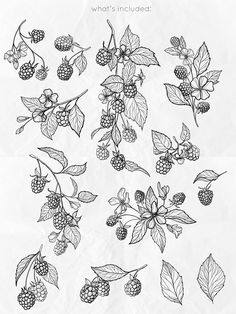 black and white drawing of berries, leaves and flowers on paper with the words what's included?