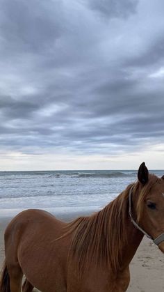 a brown horse standing on top of a sandy beach next to the ocean under a cloudy sky