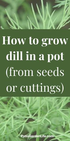 a plant with the words how to grow dill in a pot from seeds or cuttings