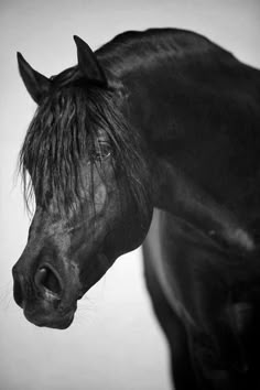 a black horse with long hair standing next to a wall