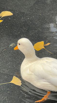 a white duck floating on top of a lake next to yellow and orange leaves in the water