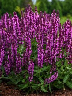 purple flowers are blooming in the garden