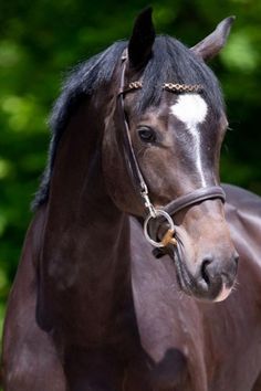 a close up of a horse wearing a bridle with trees in the background