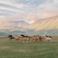 several horses running in a field with mountains in the backgrouds and clouds in the sky