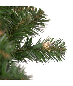 a close up view of a pine tree branch