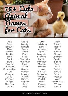 an animal names for cats and kittens are shown in this poster with the words