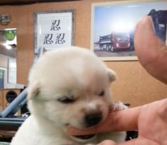 a person holding a small white puppy in their hand and touching it's face