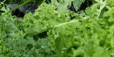 some green leafy plants in the middle of a field with black cloths on them