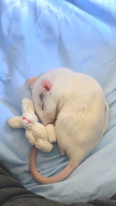 a small white kitten sleeping on top of a stuffed animal in a blue cloth covered bed