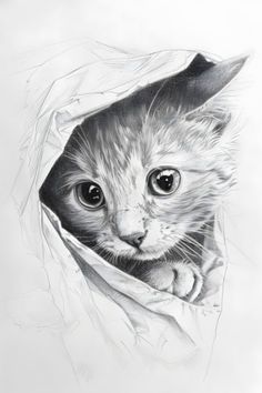 a pencil drawing of a cat peeking out from under a blanket with its head sticking out