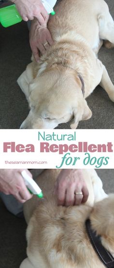 a person brushing their dog's teeth with a green toothbrush on the floor