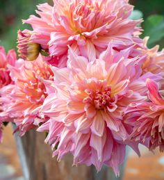 some pink flowers are in a metal vase