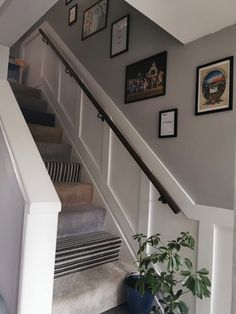 stairs with pictures on the wall above them and a potted plant next to it