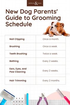 the new dog parents'guide to grooming schedule