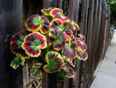 a bunch of flowers that are on the side of a fence