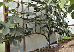 the plants are growing in the greenhouse and ready to be transplanted into the soil