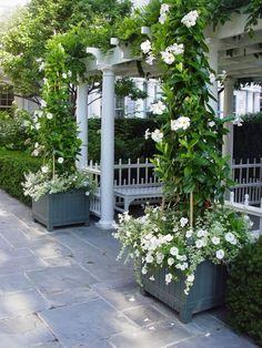 some white flowers are growing on the side of a house and it is covered with greenery