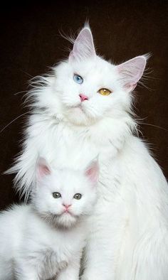 two white cats sitting next to each other on top of a black surface with one cat looking at the camera