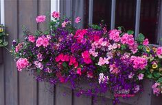 colorful flowers are growing in the window box