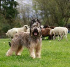 a dog standing in the middle of a field with many sheep behind it and trees in the background