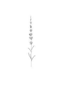 a drawing of a flower on a white background