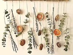 dried oranges hanging on a wall with green leaves and branches attached to the hooks