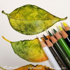 several colored pencils are next to two green and yellow leaves on a white surface