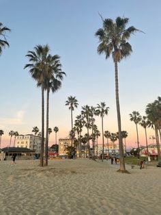 palm trees line the beach at sunset