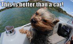 a small dog sitting on the back of a boat