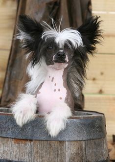 a black and white dog sitting on top of a barrel