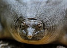 a close up view of an animal's face and body with it's eyes wide open