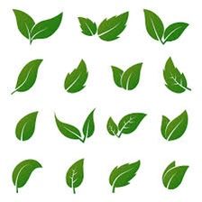 green leaves are arranged in the shape of different shapes and sizes on a white background