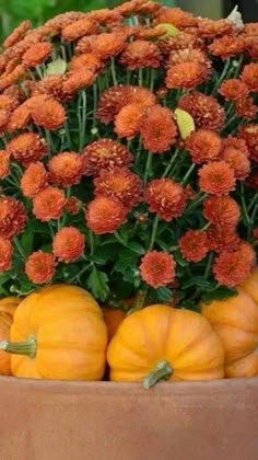 pumpkins and gourds are arranged in a planter